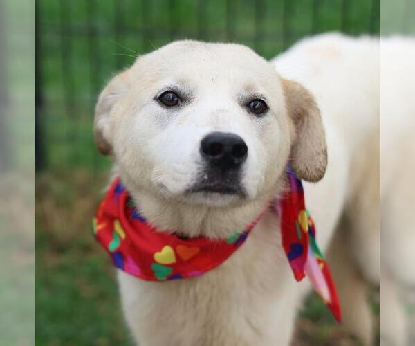 Medium Photo #1 Mutt Puppy For Sale in San Antonio, TX, USA