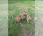 Small #3 Basenji-Chihuahua Mix