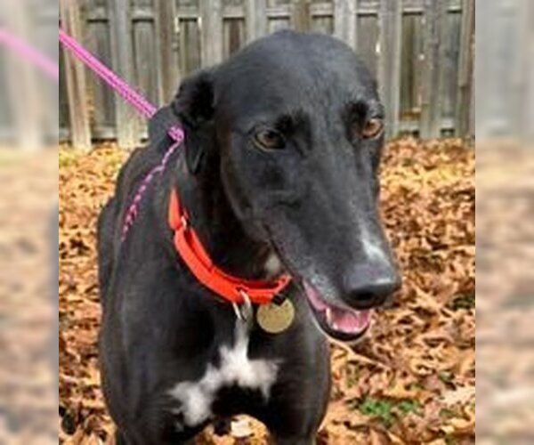 Medium Photo #2 Greyhound Puppy For Sale in Cherry Hill, NJ, USA