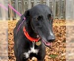 Small #1 Greyhound