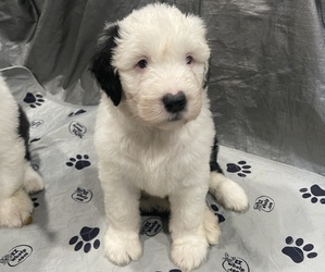 Old English Sheepdog Puppy for sale in GREENFIELD, IN, USA