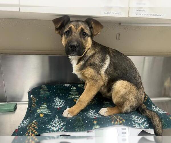 Medium Photo #1 German Shepherd Dog Puppy For Sale in HESPERIA, CA, USA