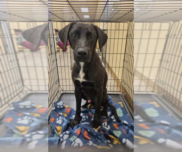 Medium Photo #1 Labrador Retriever-Unknown Mix Puppy For Sale in Texas City, TX, USA