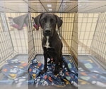 Small Labrador Retriever Mix