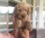 Small Photo #19 Labradoodle Puppy For Sale in JARRELL, TX, USA