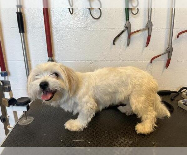 Medium Photo #1 Lhasa Apso Puppy For Sale in Corona, CA, USA