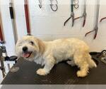Small Lhasa Apso