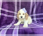 Small #4 Cocker Spaniel
