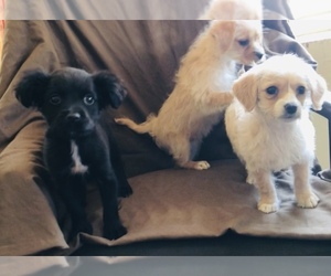 Cocker Spaniel-Poodle (Miniature) Mix Puppy for sale in SAN DIEGO, CA, USA