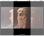 Small Photo #1 English Cream Golden Retriever Puppy For Sale in CORTEZ, CO, USA