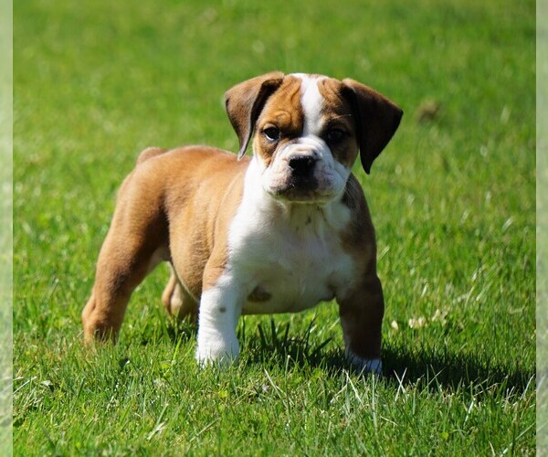 View Ad BeagleEnglish Bulldog Mix Puppy for Sale near
