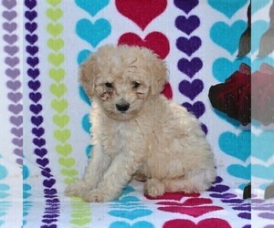 Labradoodle-Poodle (Miniature) Mix Puppy for sale in PARADISE, PA, USA
