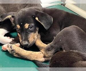 American Pit Bull Terrier-Labrador Retriever Mix Dogs for adoption in Tulsa, OK, USA