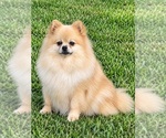 Dolly - Female Pomeranian Puppy for Sale - Small photo