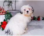 Small #10 Shih Tzu