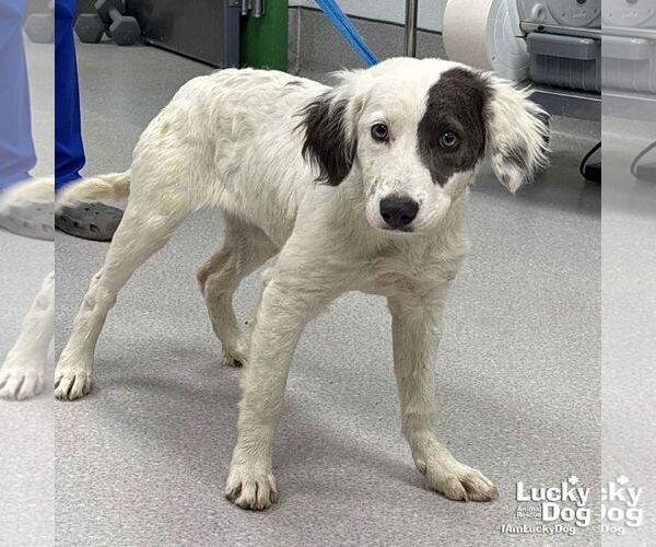 Medium Photo #2 Australian Shepherd-Unknown Mix Puppy For Sale in Washington, DC, USA