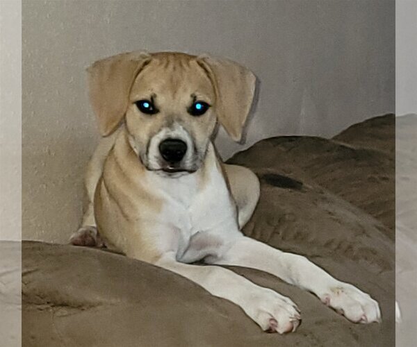 Medium Photo #1 Beagle-Unknown Mix Puppy For Sale in Spring, TX, USA
