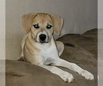 Small Beagle Mix