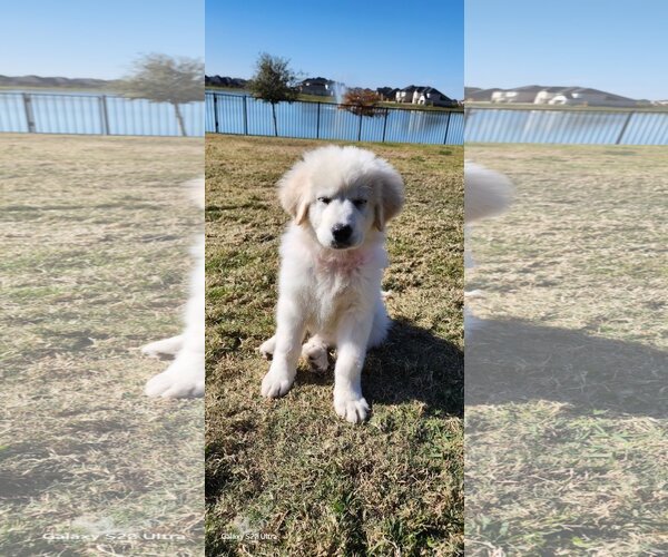 Medium Photo #13 Great Pyrenees Puppy For Sale in Spring, TX, USA