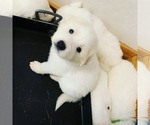 Small Photo #19 Great Pyrenees Puppy For Sale in MYAKKA CITY, FL, USA