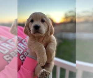 Golden Retriever Puppy for sale in VALLEY SPRINGS, CA, USA