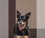 Small #14 Australian Kelpie Mix