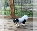 Small #6 Maltese Mix