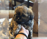 Puppy Puppy 2 ShihPoo