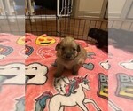 Puppy 1 Pomeranian-Poodle (Toy) Mix