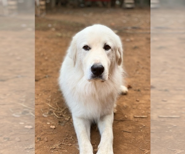 Medium Photo #1 Great Pyrenees Puppy For Sale in SAN MARCOS, TX, USA