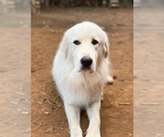 Small Photo #1 Great Pyrenees Puppy For Sale in SAN MARCOS, TX, USA