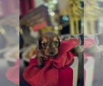 Small #7 Dachshund