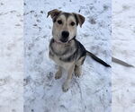 Small #2 Mutt