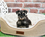 Small #16 Schnauzer (Miniature)