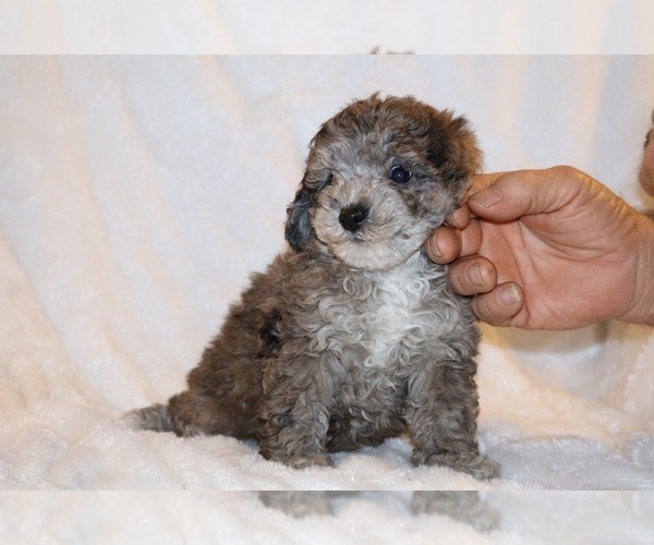 Medium Photo #9 Poodle (Toy) Puppy For Sale in DYERSBURG, TN, USA