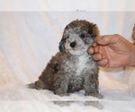 Small #8 Poodle (Toy)