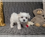 Small #2 Maltese
