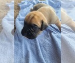 Puppy 6 Boxer