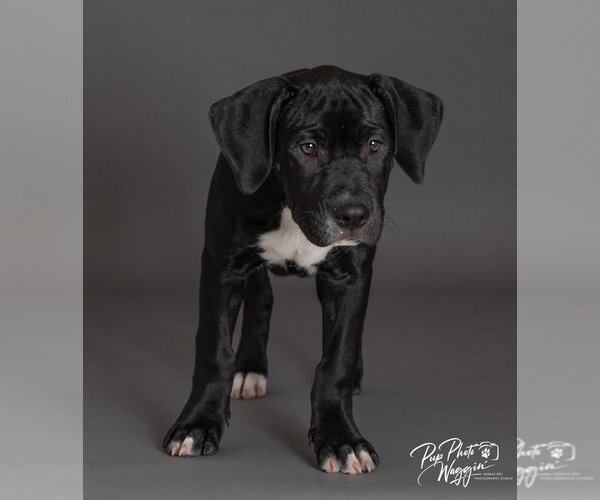 Medium Photo #2 Labrador Retriever-Unknown Mix Puppy For Sale in Claremore, OK, USA