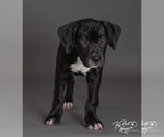 Small #1 Labrador Retriever Mix