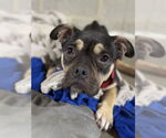 Small #5 American Pit Bull Terrier-Bulldog Mix