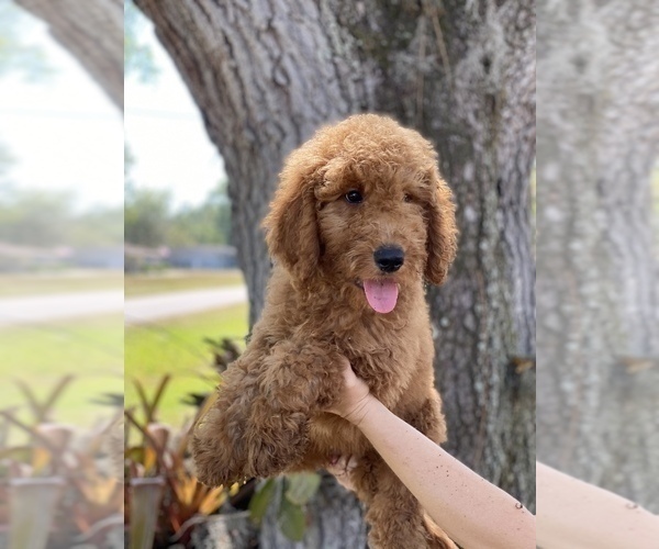 Medium Photo #1 Goldendoodle Puppy For Sale in BRADENTON, FL, USA
