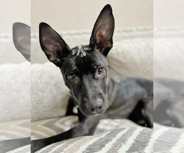 Medium Photo #6 Mutt Puppy For Sale in Corona, CA, USA