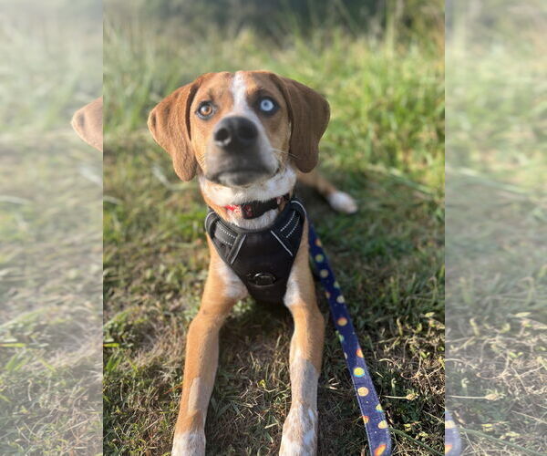 Medium Photo #7 Mutt Puppy For Sale in Macon, MO, USA