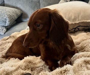 Father of the Dachshund-Redbone Coonhound Mix puppies born on 07/03/2025
