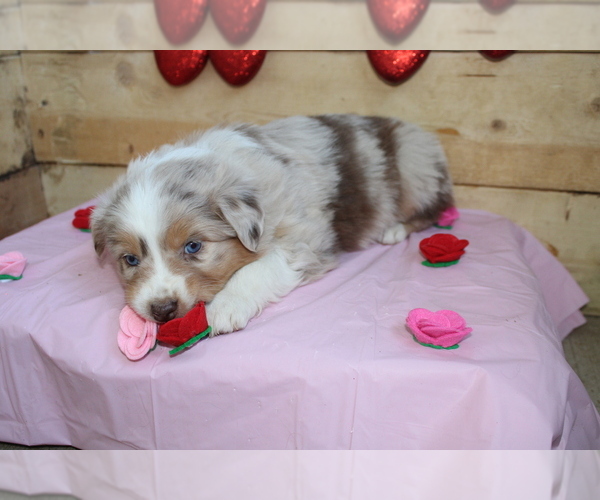Medium Photo #1 Australian Shepherd Puppy For Sale in MARION, IN, USA