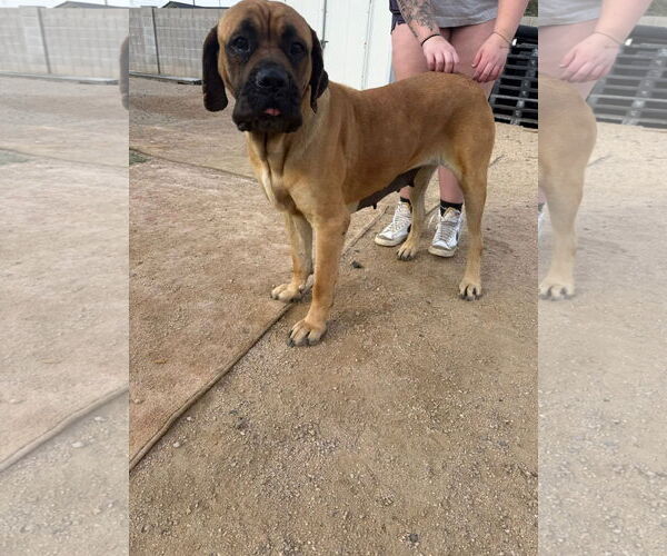 Medium Photo #7 Mastiff Puppy For Sale in Goodyear, AZ, USA