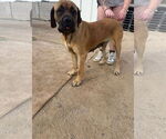 Small #6 Mastiff