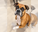 Ellie Mae - Female Boxer Dog for Adoption - Small photo