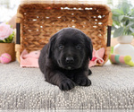 Small #6 Labrador Retriever